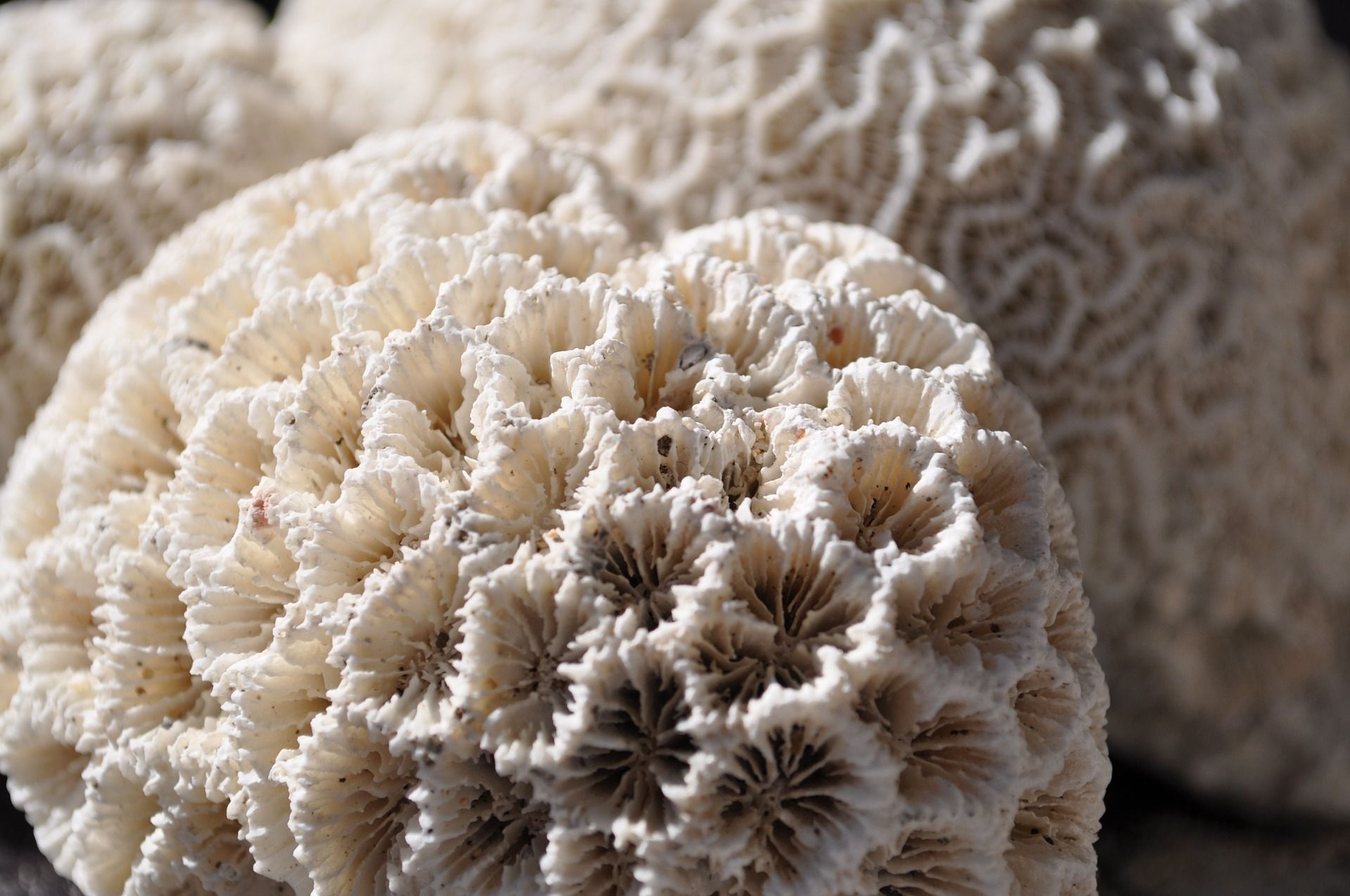White coral