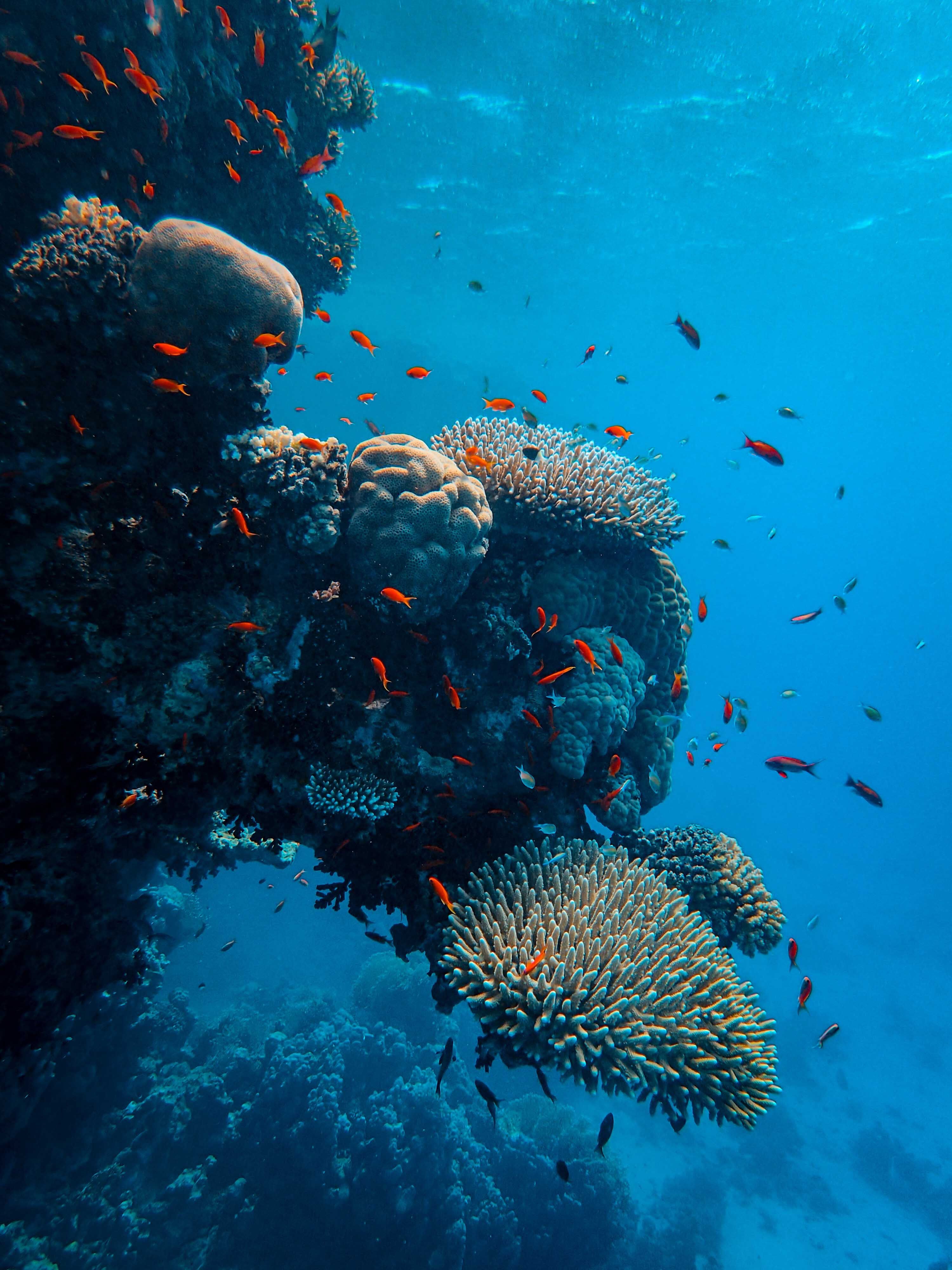 Vibrant tank of coral and fish